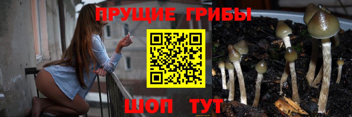 Галлюциногенные грибы Psilocybine cubensis Белгород